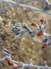 Acmispon argophyllus