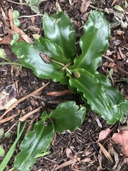 Veltheimia bracteata