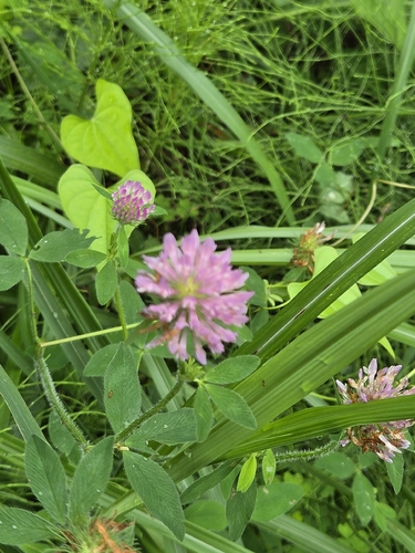 Red Clover