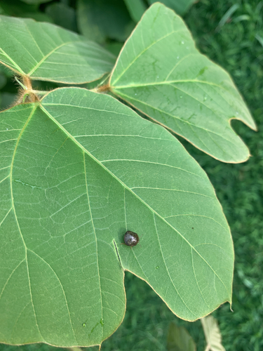 Kudzu Bug