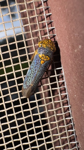 Broad-headed Sharpshooter