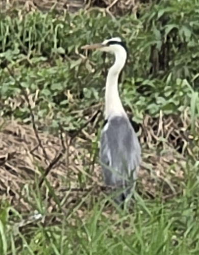 Grey Heron