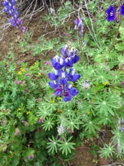 Lupinus sparsiflorus