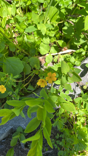 Potentilla flabellifolia, photograph 1