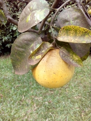 Citrus maxima