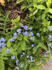 Brunnera