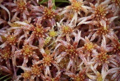Sphagnum subnitens