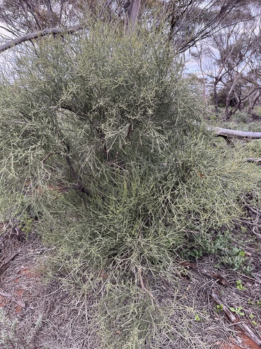 Leafless Ballart