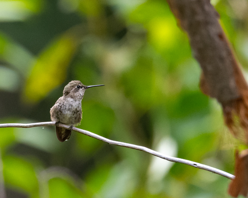 iNaturalist observation photo of Bee Hummingbirds and Allies