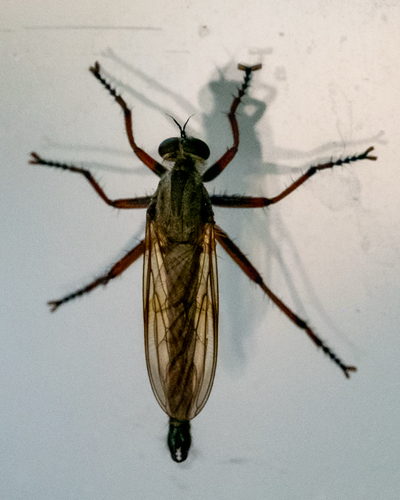 iNaturalist observation photo of Asilinae