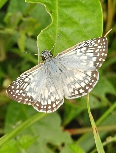 Tropical Checkered-Skipper