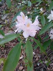 Rhododendron