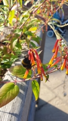 Bombus
