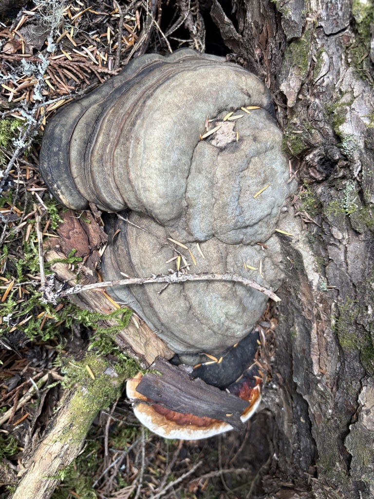 Northern Red Belt · July 2026 · photo: Photo: (c) sylbobaggins, some rights reserved (CC BY) · iNaturalist