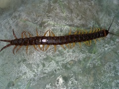 Scolopendra angulata