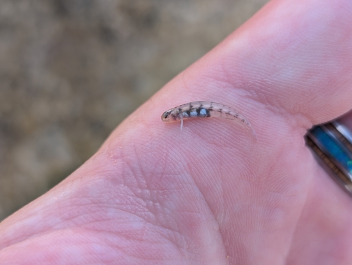 Kelloggella oligolepis observed 2026-07-05