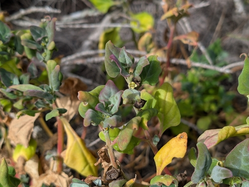 Tetragonia tetragonoides observed 2026-07-05