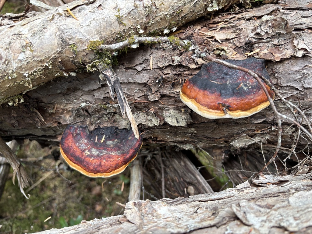 Northern Red Belt · July 2026 · photo: Photo: (c) sylbobaggins, some rights reserved (CC BY) · iNaturalist