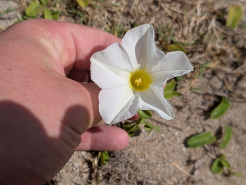 Ipomoea imperati observed 2026-07-05