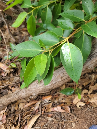 Eucalyptus robusta observed 2026-07-05