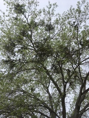 Phoradendron macrophyllum macrophyllum