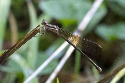Variable Dancer