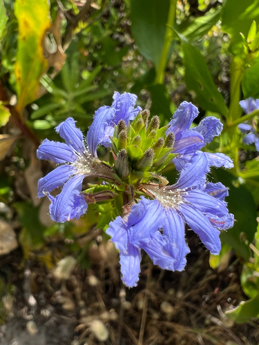 Scaevola nitida, photograph 6