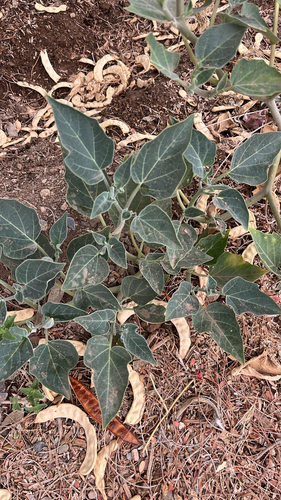 Sacred Datura