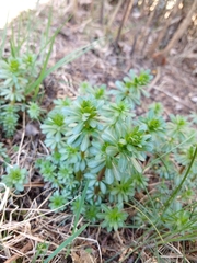Galium odoratum
