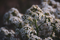 Crambe tataria
