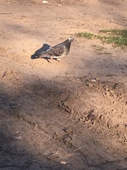 Columba livia