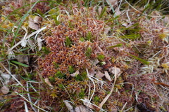 Sphagnum subnitens