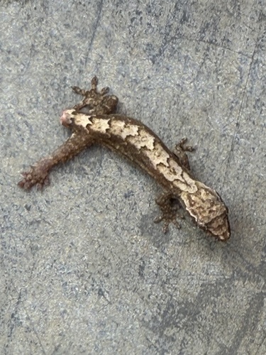Lepidodactylus lugubris observed 2026-07-05