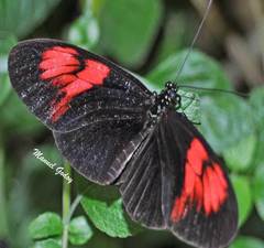 Heliconius melpomene