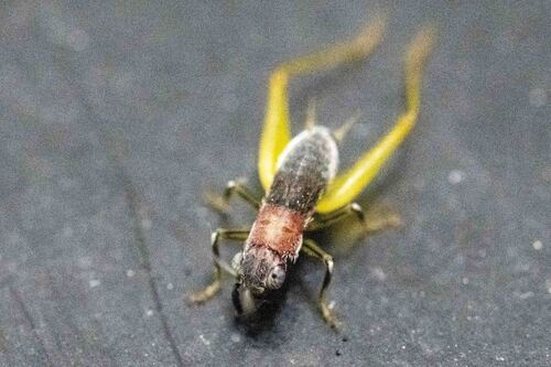 Red-headed Bush Cricket