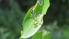 Adurgoa gonagra