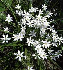 Ornithogalum