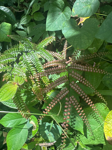 Adiantum pyramidale observed 2026-07-05