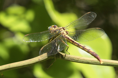 Arigomphus lentulus