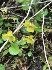 Viola sempervirens
