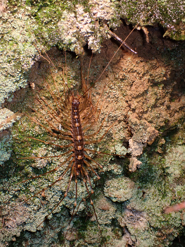Japanese Long-legged Centipede