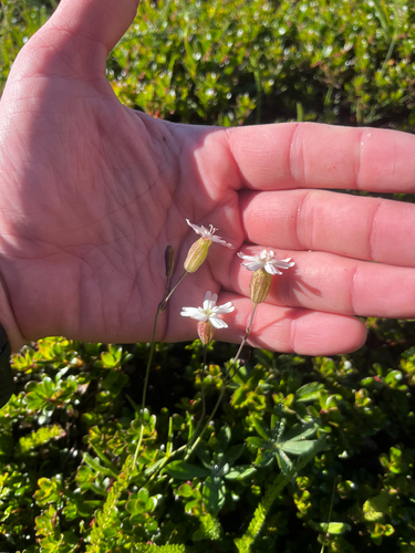Silene douglasii, photograph 6
