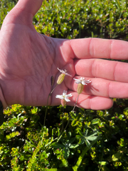 Silene douglasii, photograph author not stated, no rights reserved