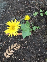 Doronicum pardalianches