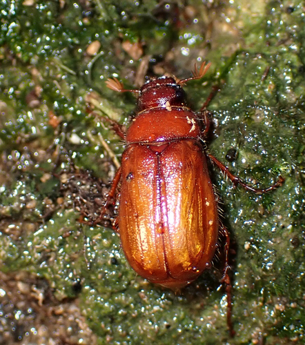 Heptophylla picea