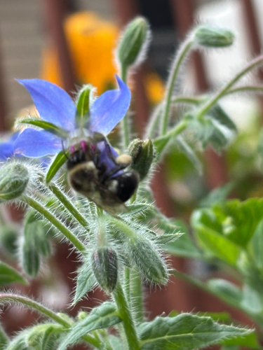 iNaturalist observation photo of Apine Bees