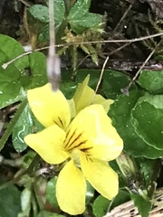 Viola sempervirens