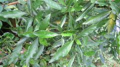 Psychotria carthagenensis