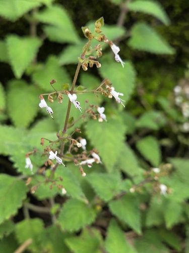 Isodon lophanthoides
