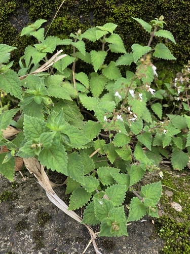Isodon lophanthoides, photograph 3